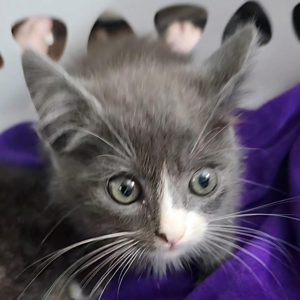Jasmine Jolly-AR, Adoptable, Kitten Female Domestic Short Hair.