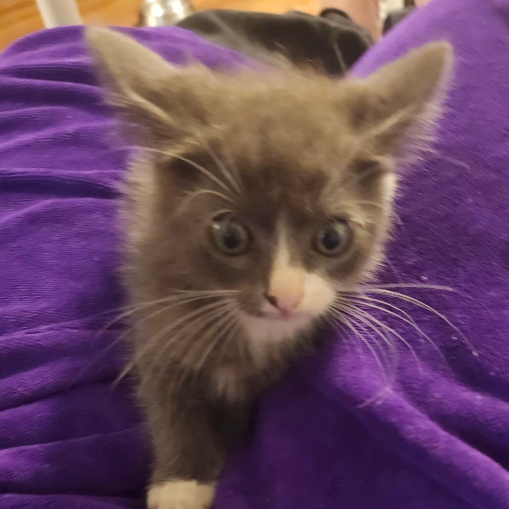 Jasmine Jolly-AR, a Adoptable Domestic Short Hair in Tallahassee, FL image 2/6