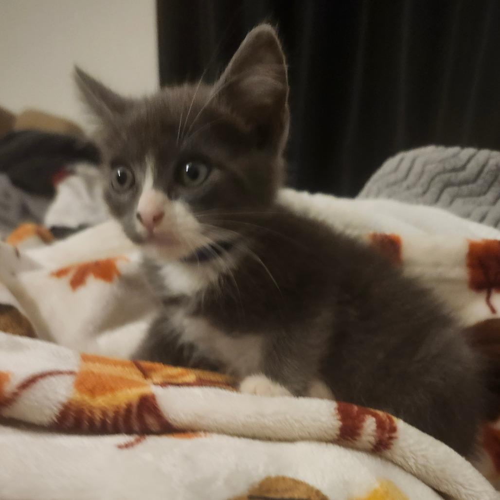 Jasmine Jolly-AR, a Adoptable Domestic Short Hair in Tallahassee, FL image 3/6