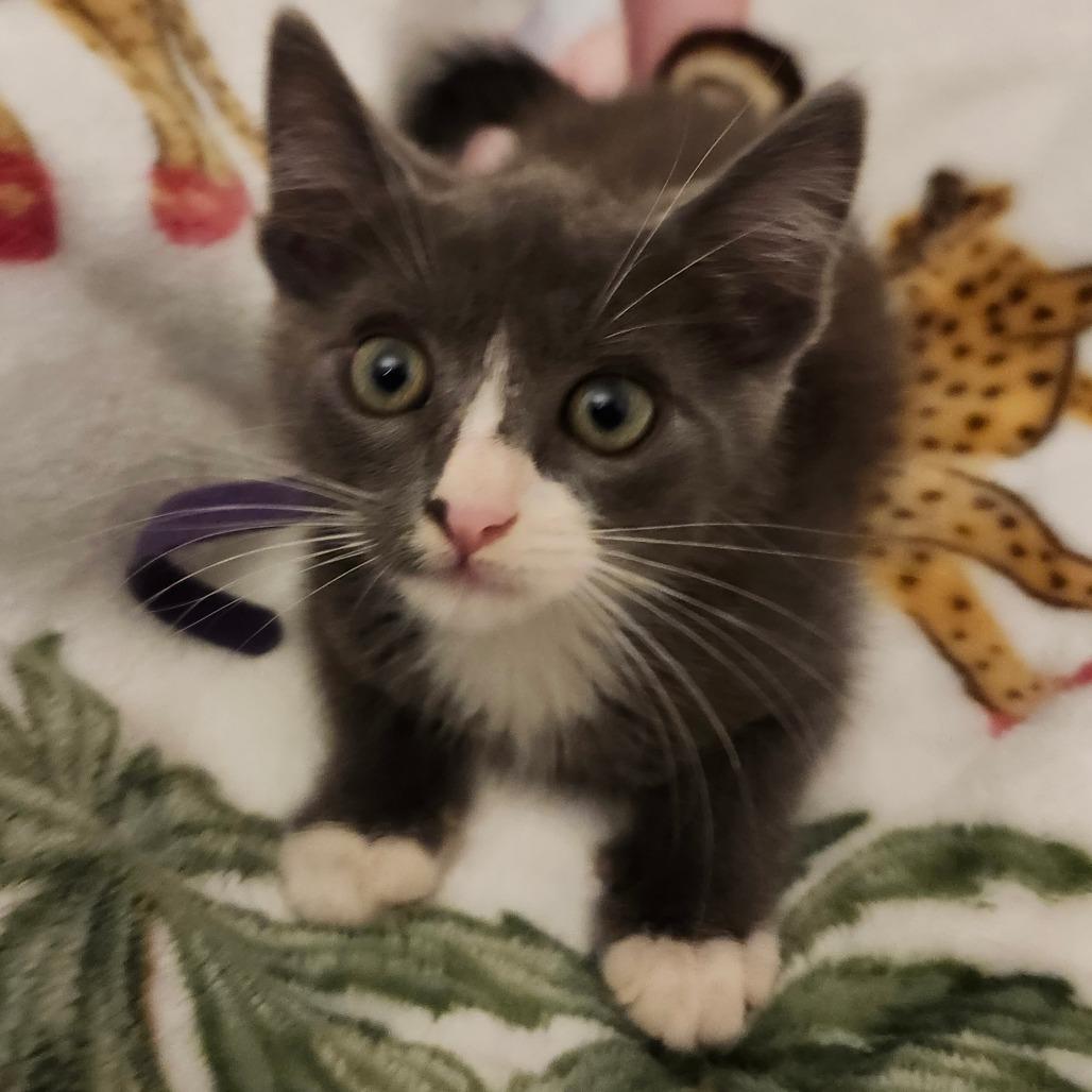 Jasmine Jolly-AR, a Adoptable Domestic Short Hair in Tallahassee, FL image 5/6