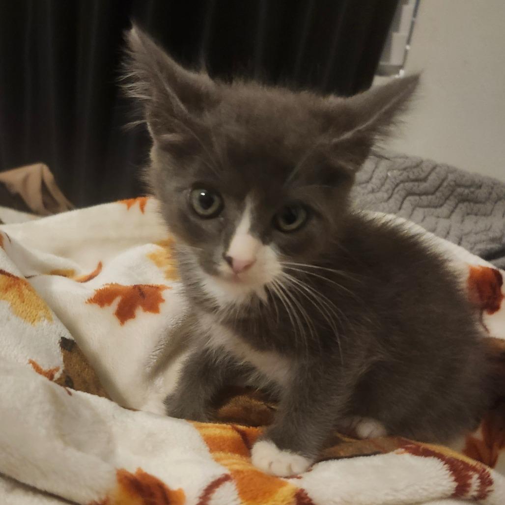 Jasmine Jolly-AR, a Adoptable Domestic Short Hair in Tallahassee, FL image 6/6