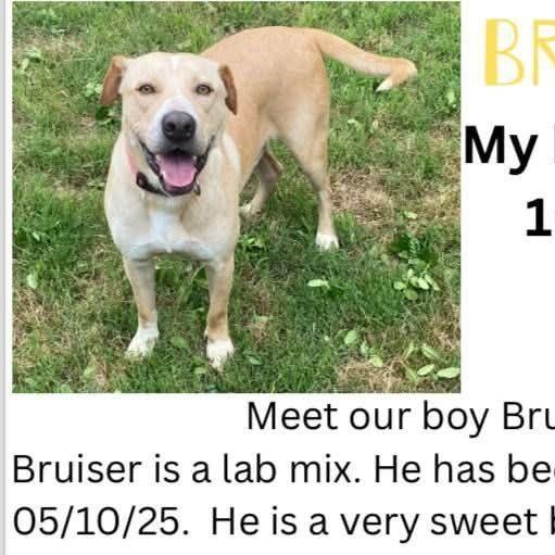 Bruiser, Young Male Labrador Retriever