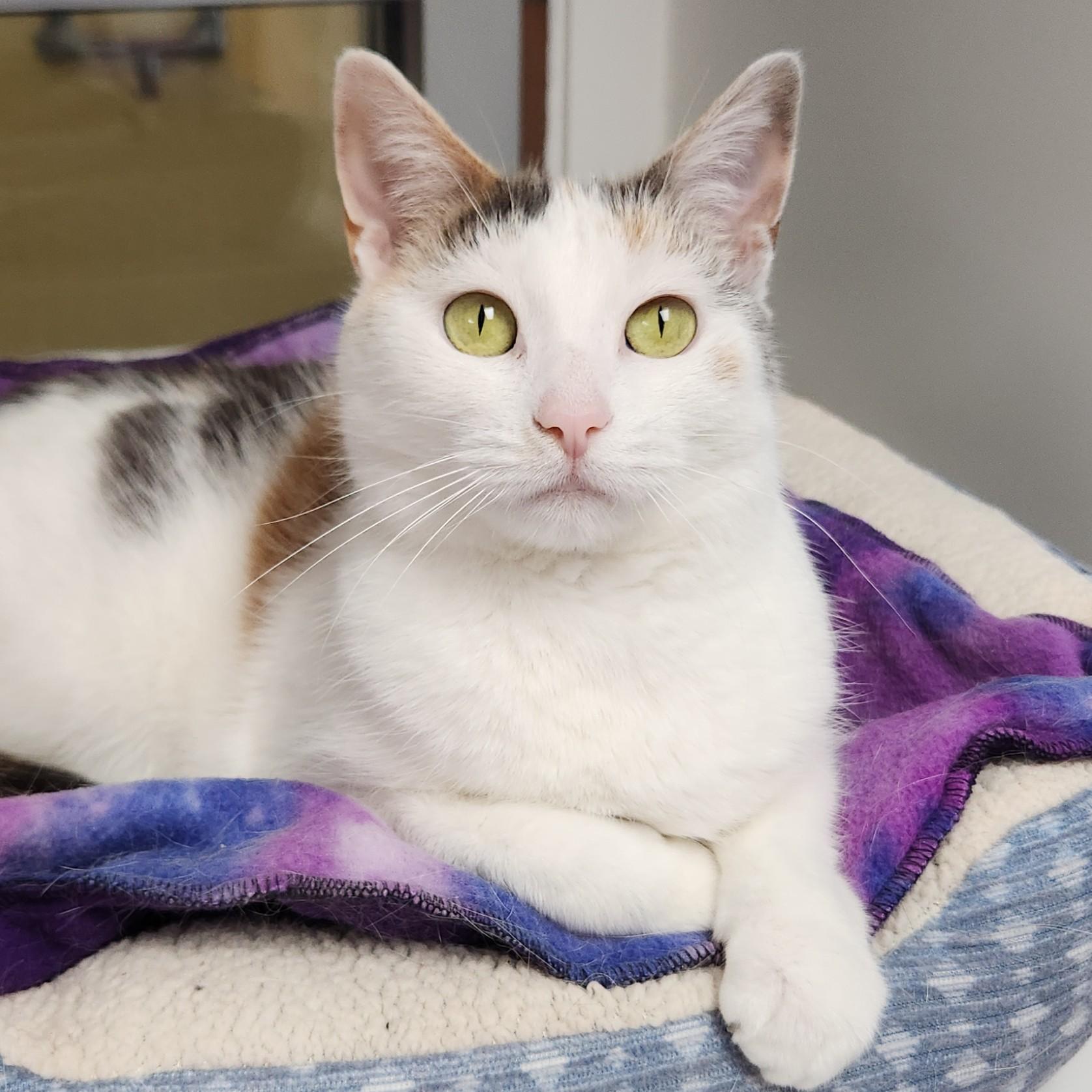 Enlarge Coachella, a ADOPTABLE Dilute Calico in Marshfield, WI image 5/6