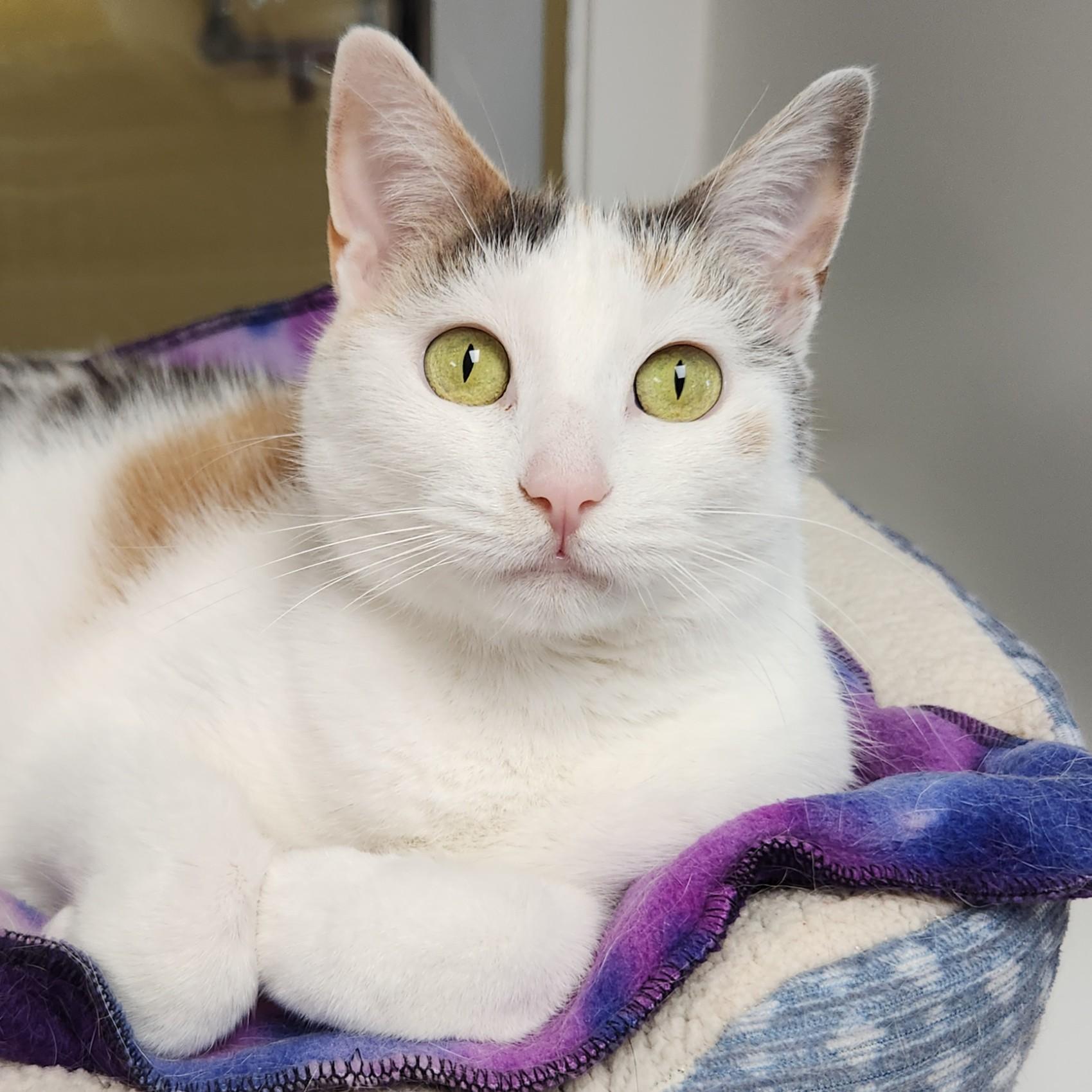 Enlarge Coachella, a ADOPTABLE Dilute Calico in Marshfield, WI image 2/6