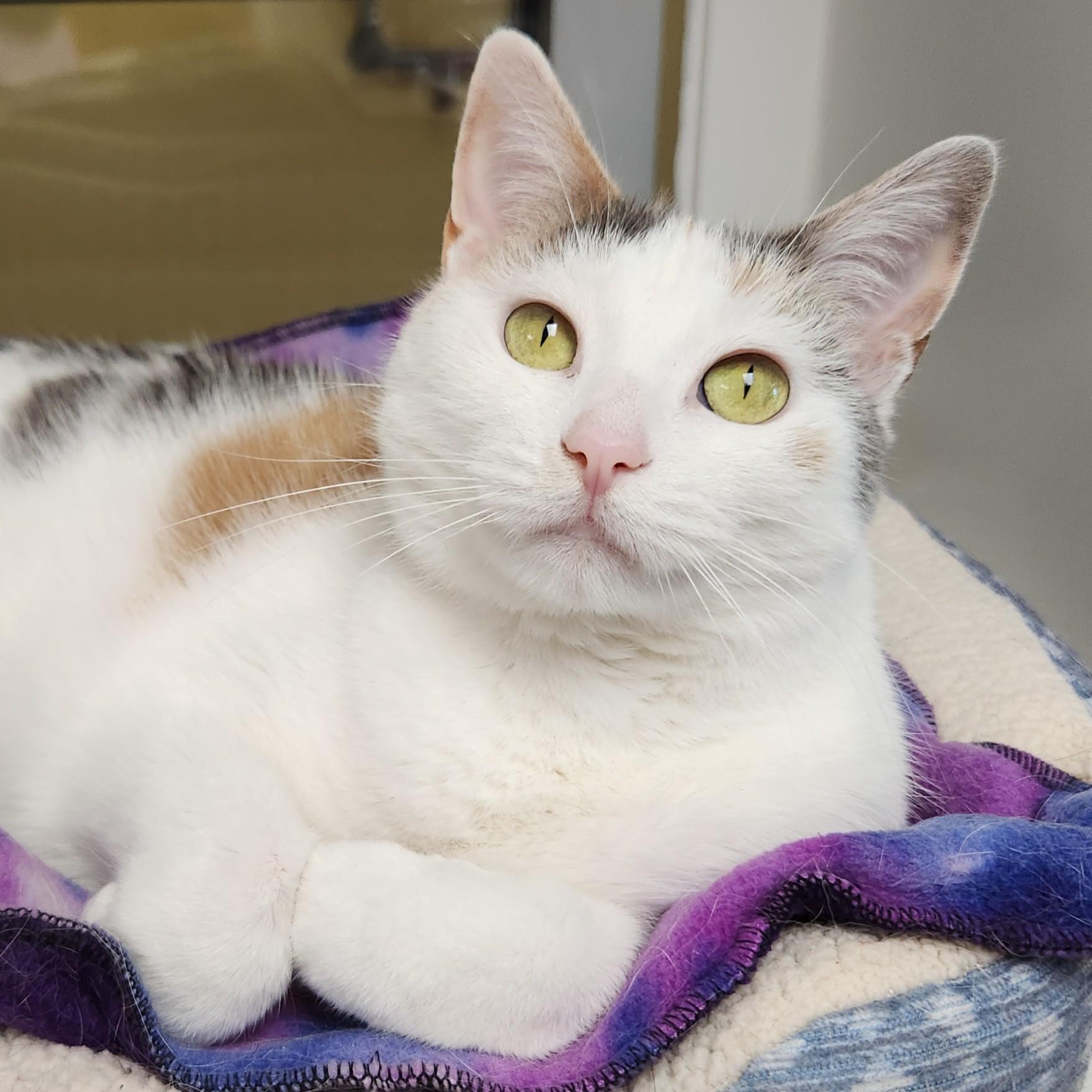 Enlarge Coachella, a ADOPTABLE Dilute Calico in Marshfield, WI image 1/6