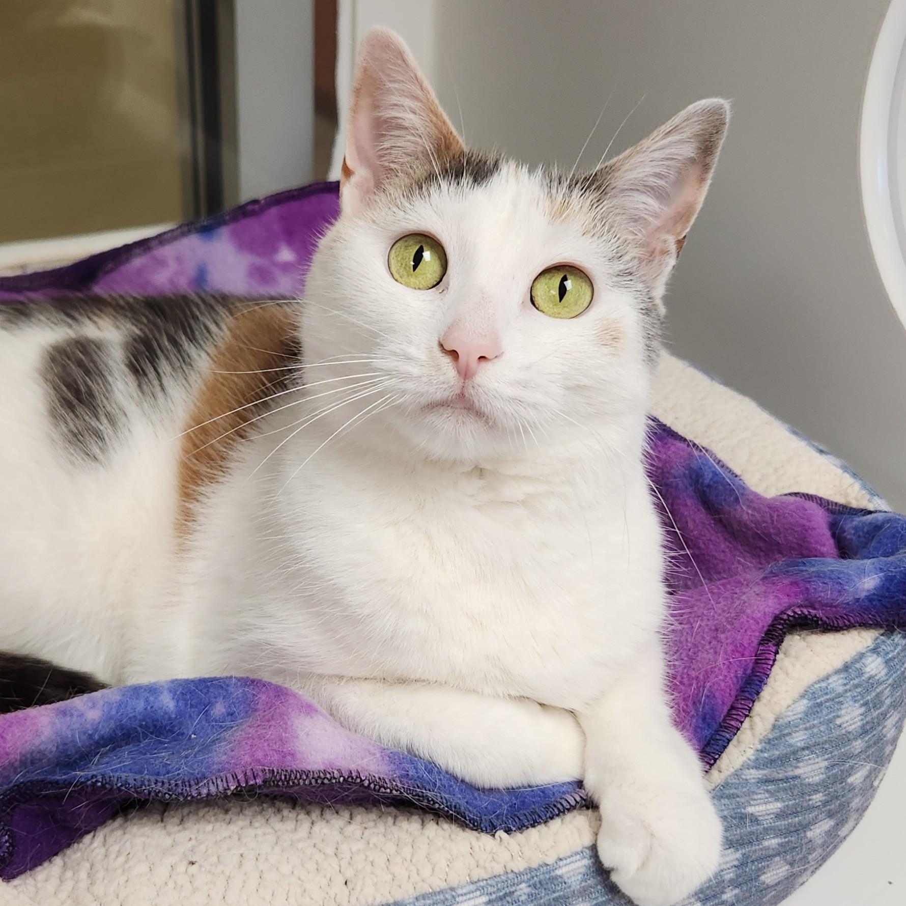 Enlarge Coachella, a ADOPTABLE Dilute Calico in Marshfield, WI image 4/6