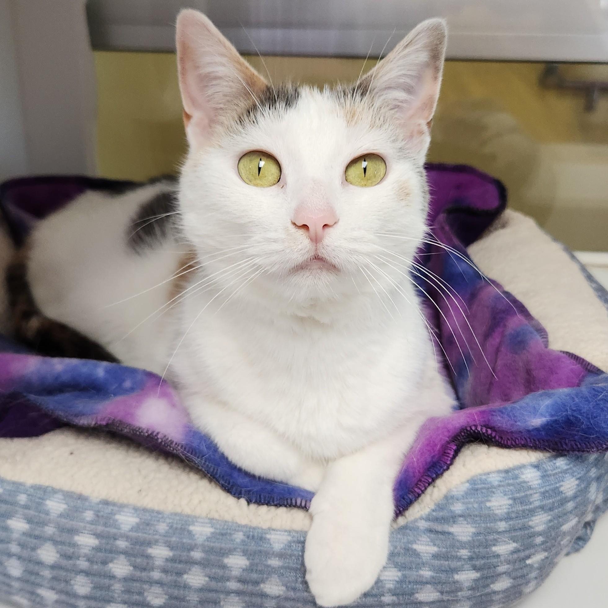 Enlarge Coachella, a ADOPTABLE Dilute Calico in Marshfield, WI image 3/6