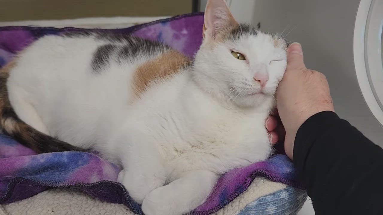 Enlarge Coachella, a ADOPTABLE Dilute Calico in Marshfield, WI video 6/6