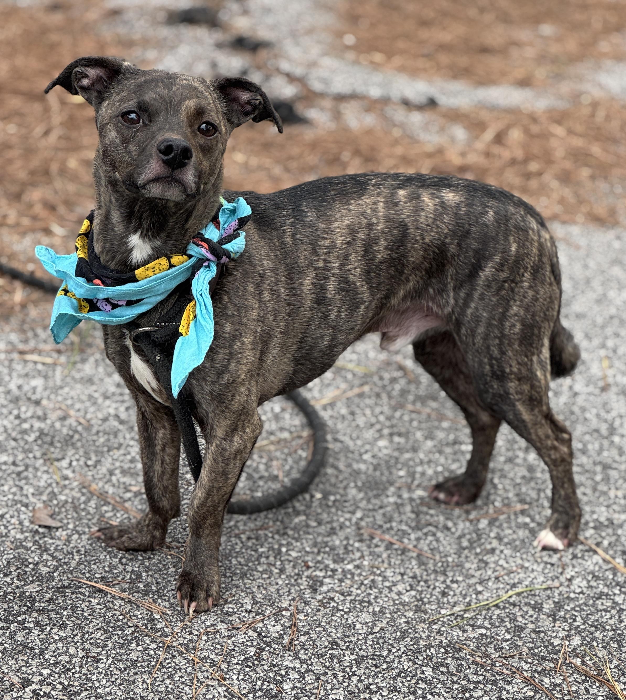 Enlarge Waffles, a ADOPTABLE Mixed Breed in Charleston , SC image 3/3