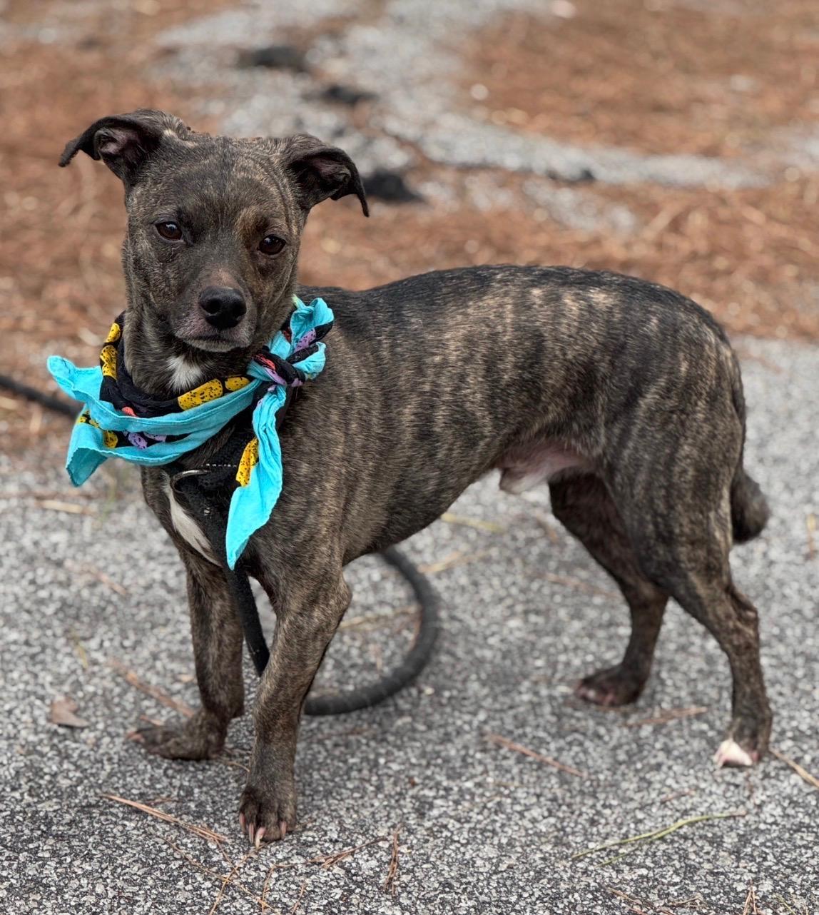 Enlarge Waffles, a ADOPTABLE Mixed Breed in Charleston , SC image 2/3