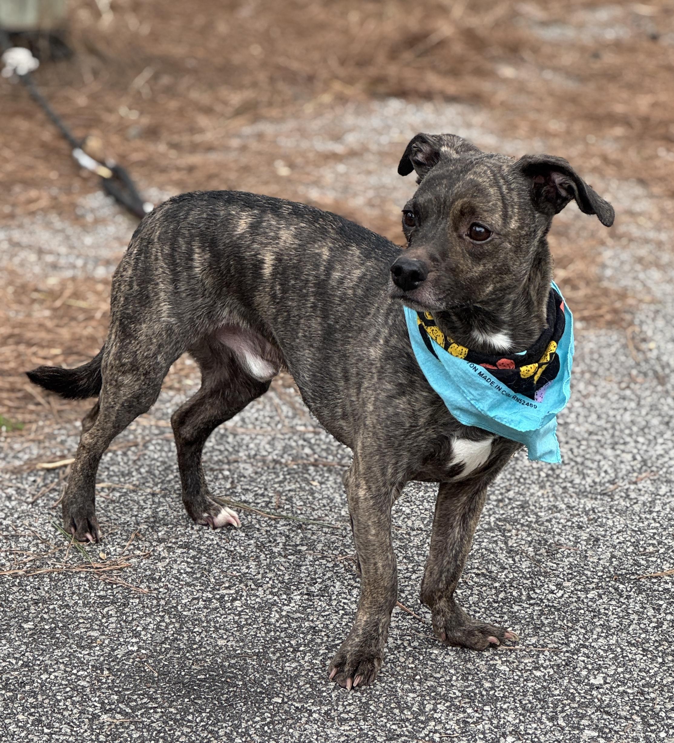 Enlarge Waffles, a ADOPTABLE Mixed Breed in Charleston , SC image 1/3