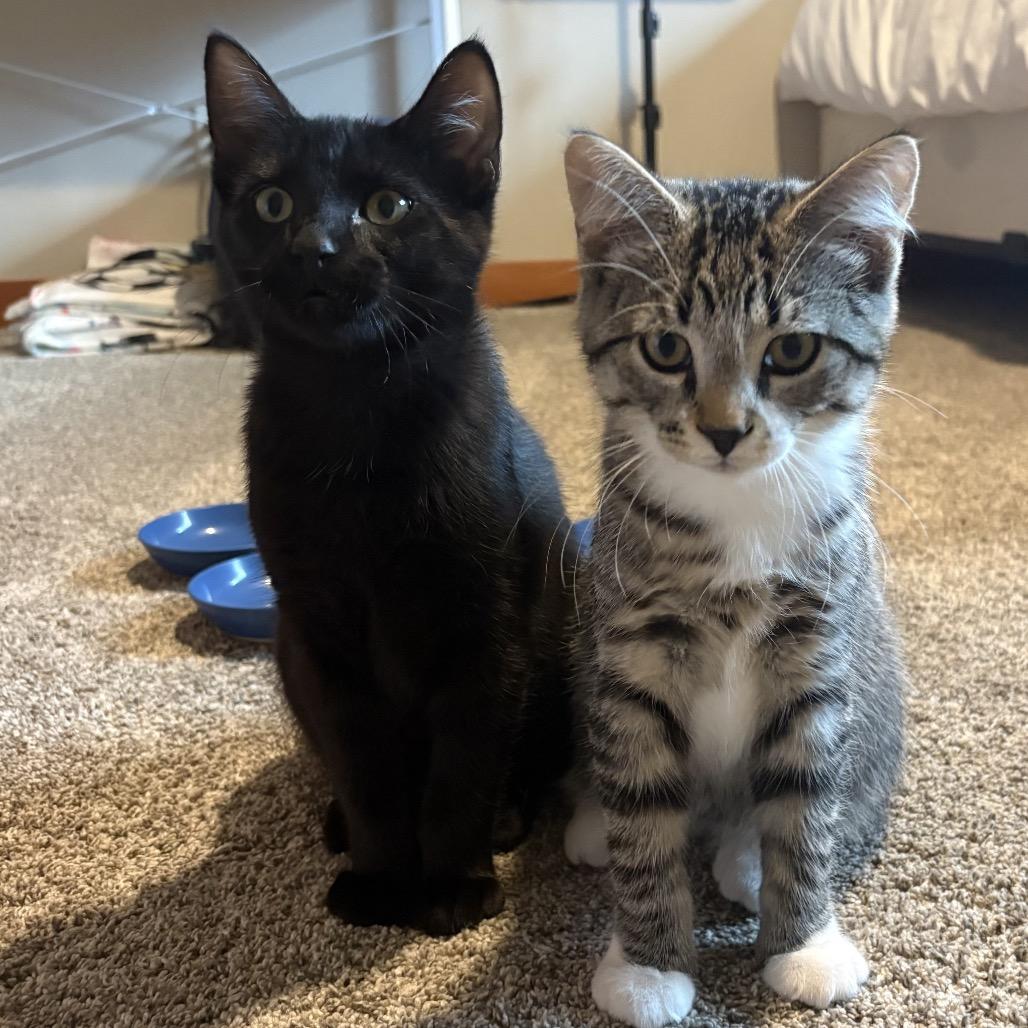 Willow Tree, Adoptable, Kitten Male Domestic Short Hair.