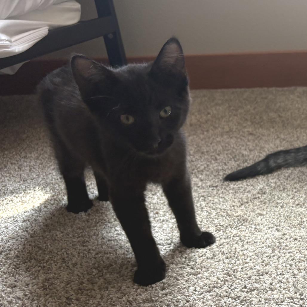 Enlarge Willow Tree, a Adoptable Domestic Short Hair in Mondovi, WI image 3/3