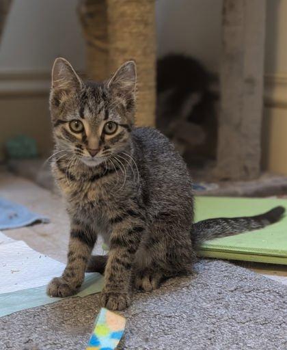 Whiskey, ADOPTABLE, Kitten Female Domestic Short Hair.