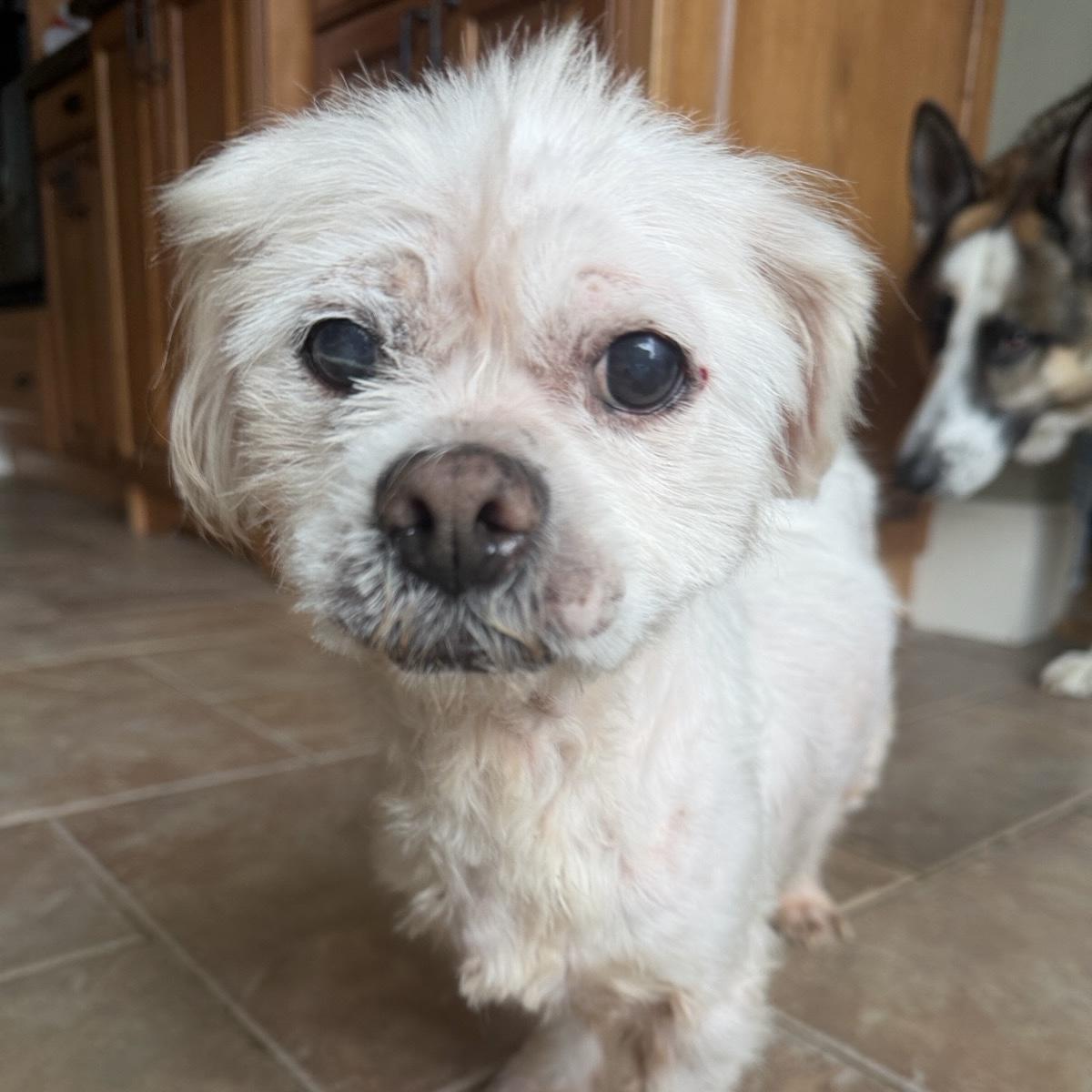 Enlarge Roxanne, a Adoptable Shih Tzu in Columbia, SC image 5/5