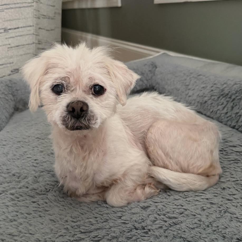 Enlarge Roxanne, a Adoptable Shih Tzu in Columbia, SC image 3/5