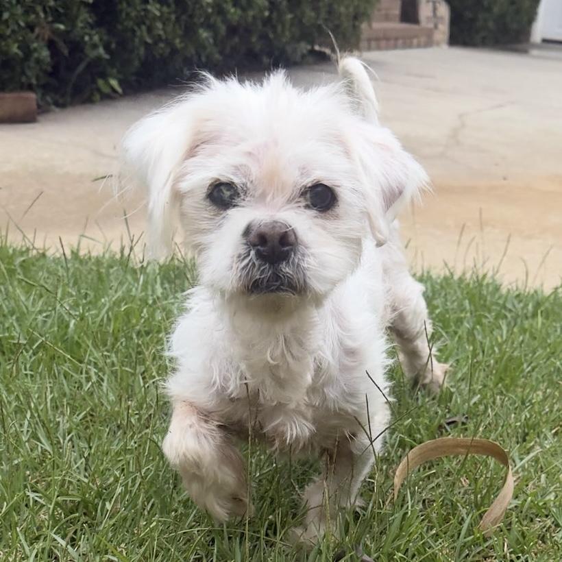 Roxanne, Adoptable, Senior Female Shih Tzu.