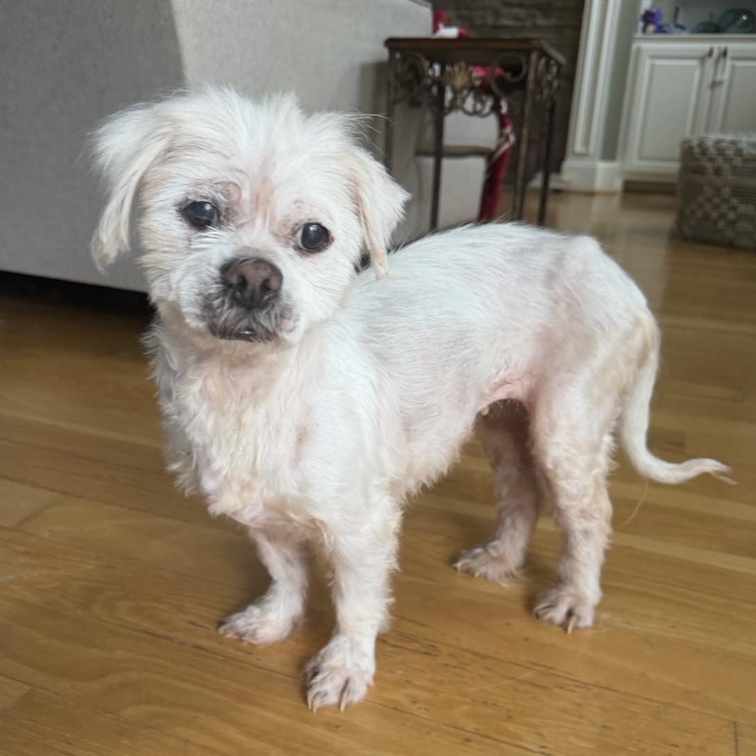Enlarge Roxanne, a Adoptable Shih Tzu in Columbia, SC image 2/5