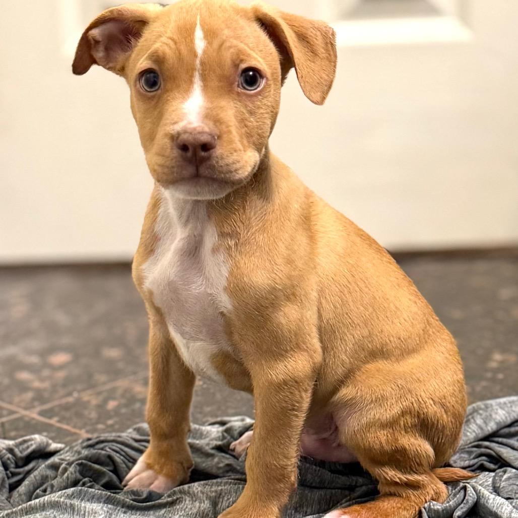 Enlarge NY Thor Avail Dec 13 (Tractor Supply Patterson), a Adoptable mixed breed in Patterson, NY image 1/2