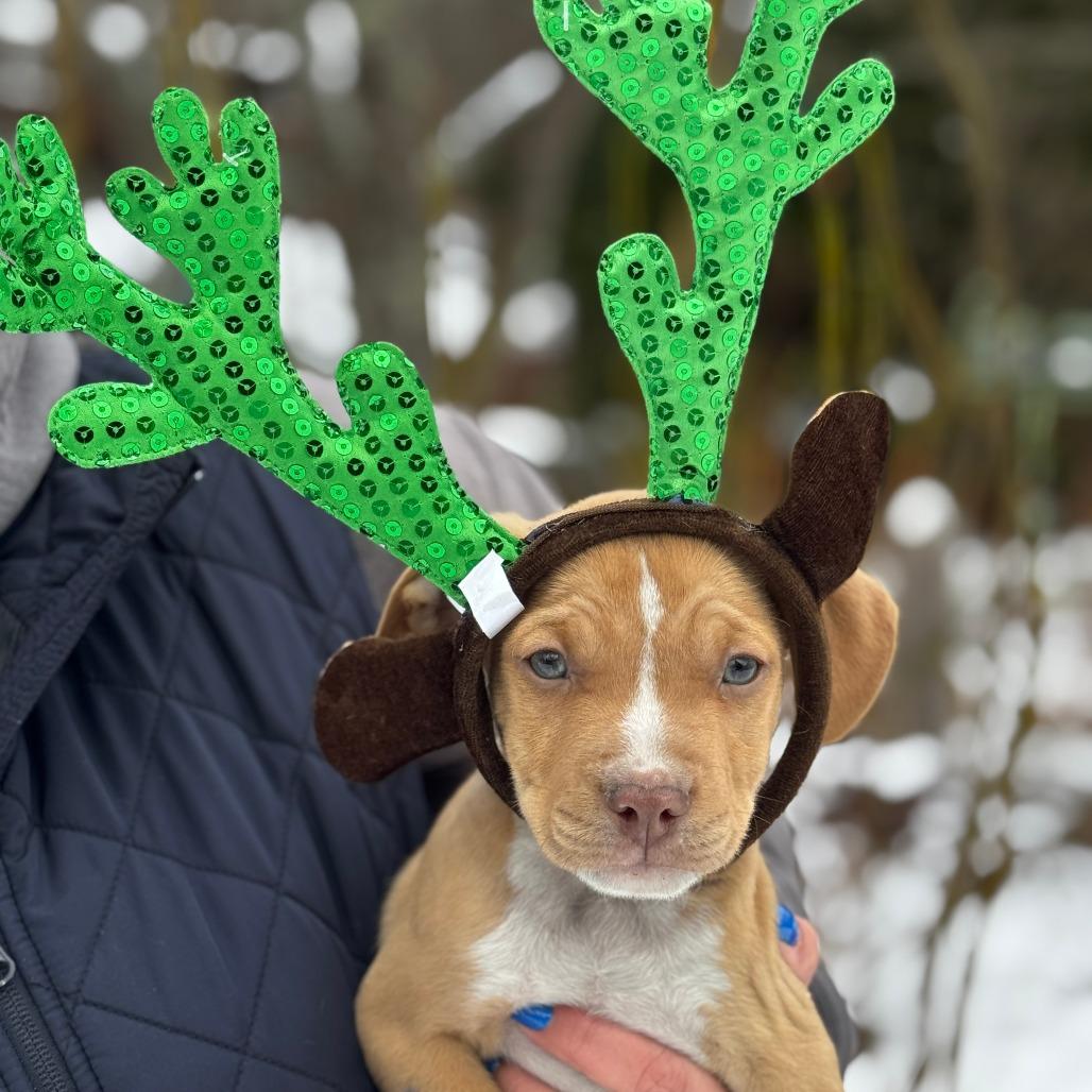 Enlarge NY Thor Avail Dec 13 (Tractor Supply Patterson), a Adoptable mixed breed in Patterson, NY image 2/2