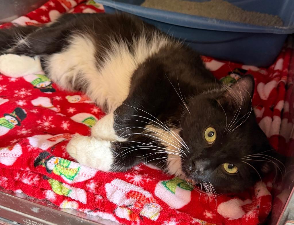 Sardine, Adopted, Adult Male Domestic Medium Hair.