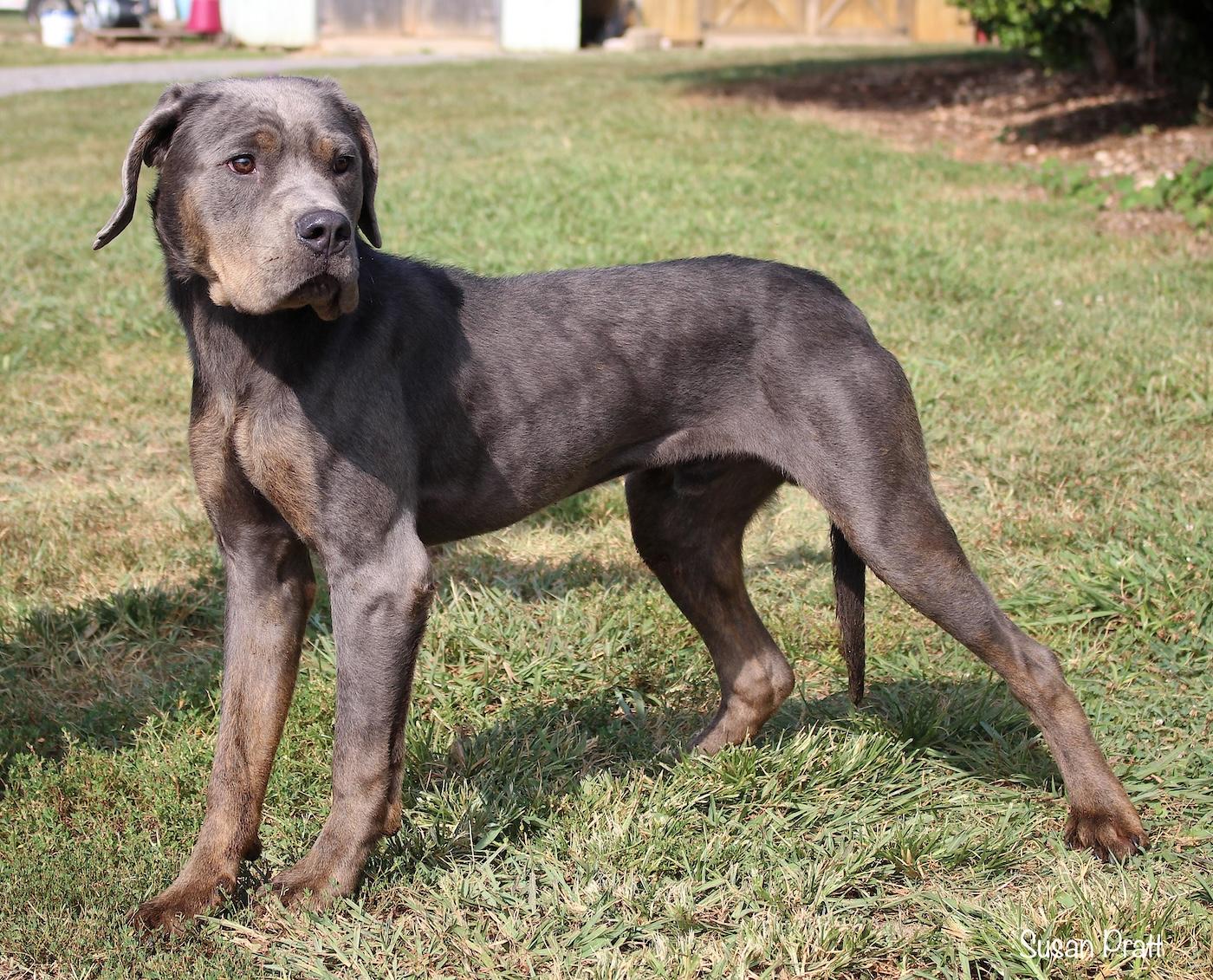 Enlarge Blue, a Adopted mixed breed in Bedford, VA image 2/3