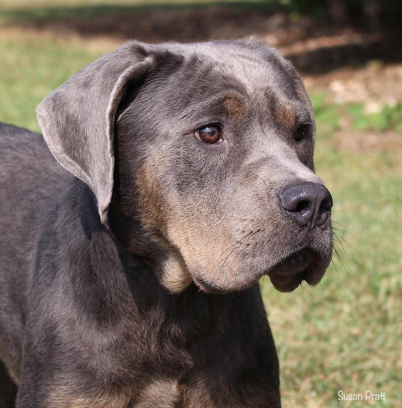 Blue, Adopted, Young Male Mastiff & Cane Corso.