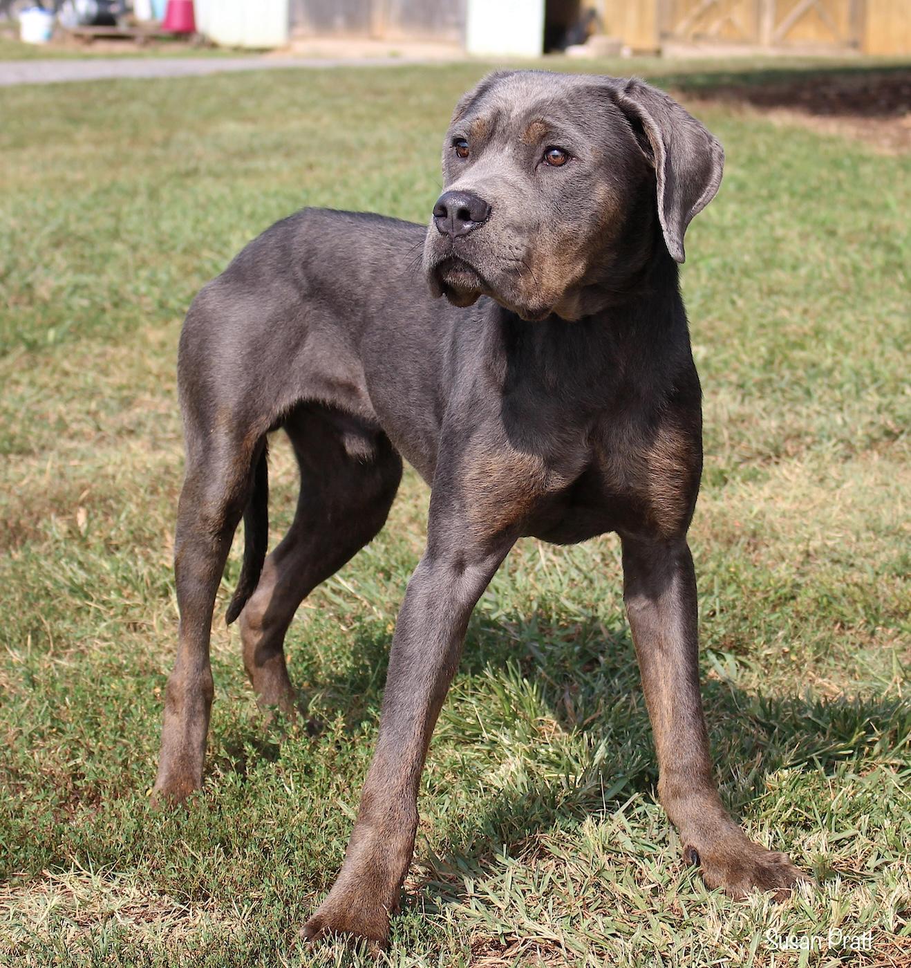 Enlarge Blue, a Adopted mixed breed in Bedford, VA image 3/3