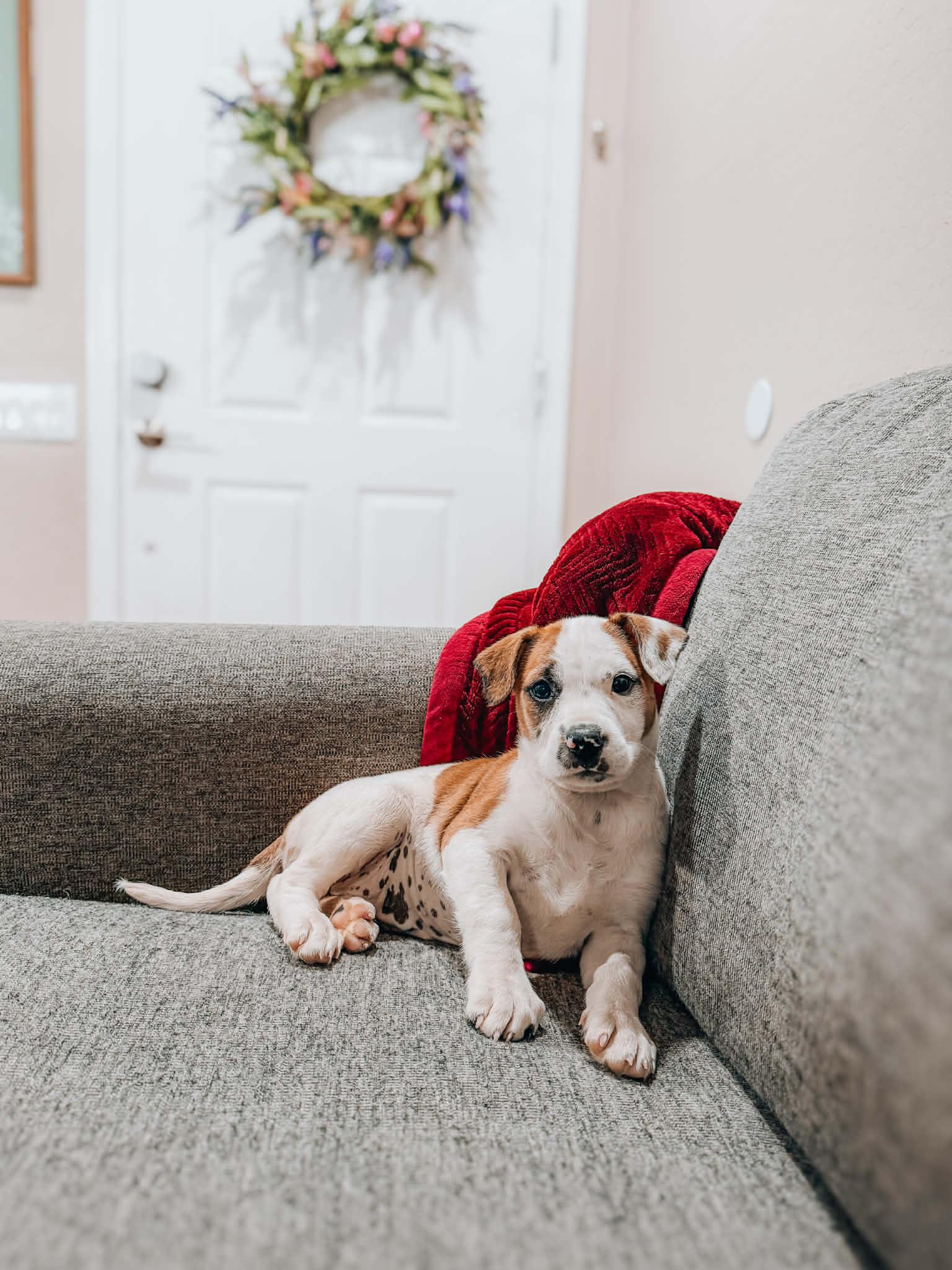 Enlarge Natessa, a Adoptable Terrier in Goodyear, AZ image 1/1