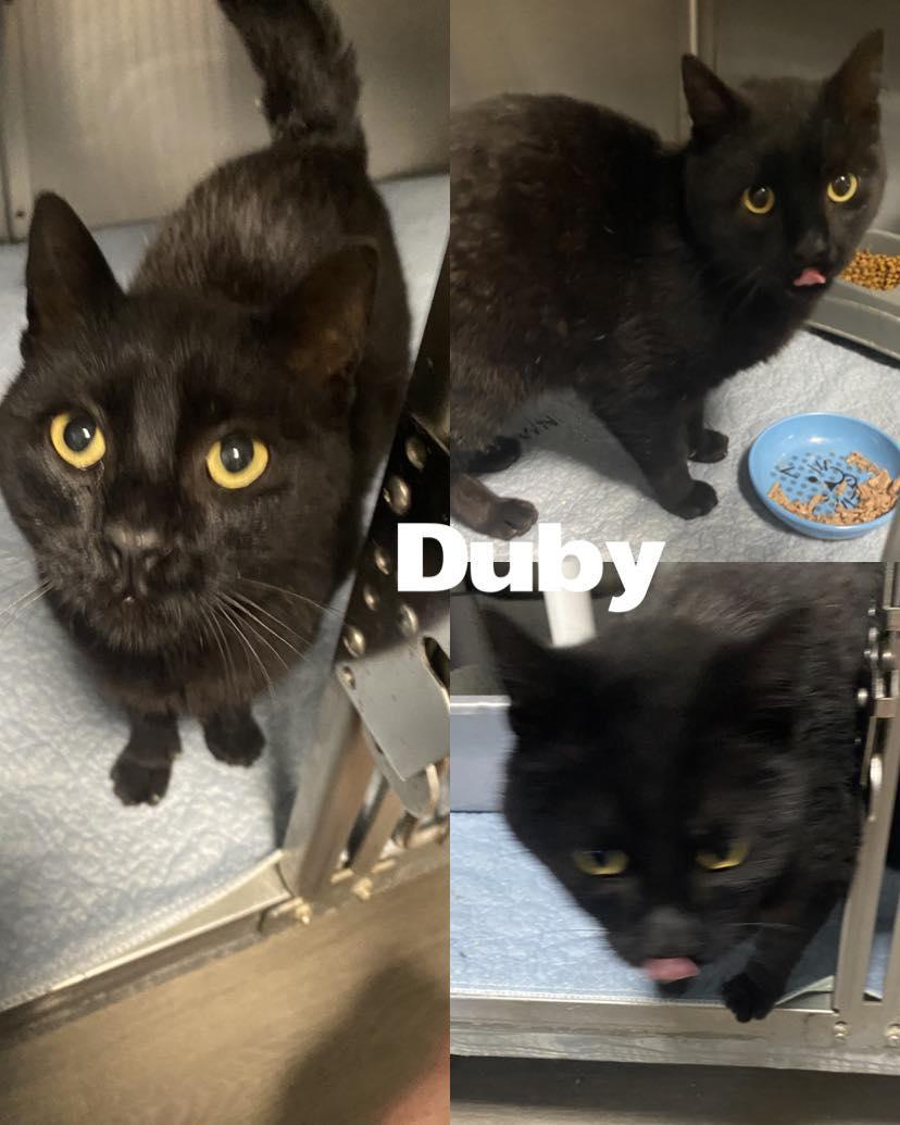 Duby, Adult Male Domestic Short Hair