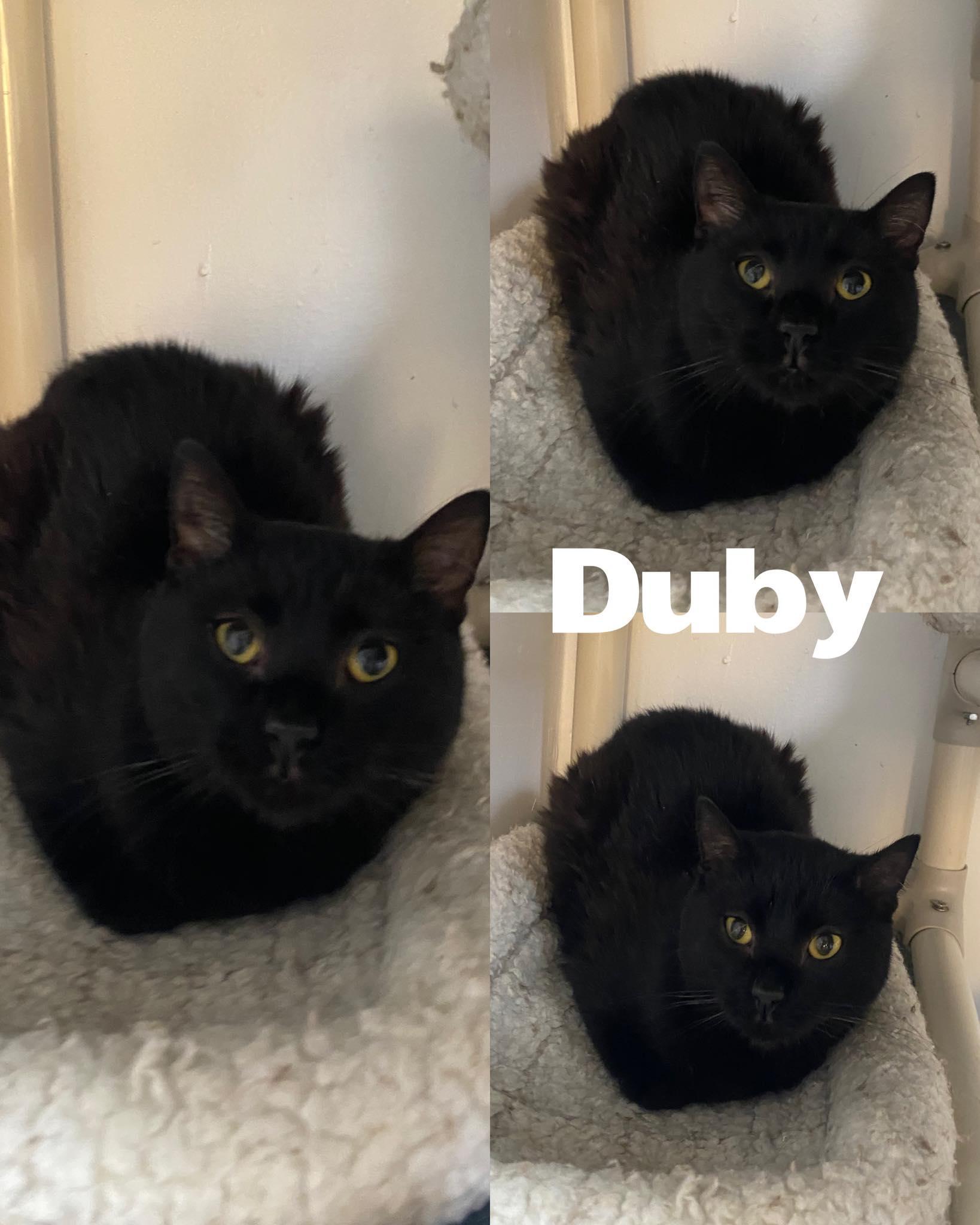 Duby