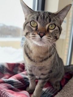 Harry, ADOPTABLE, Young Male Domestic Short Hair.