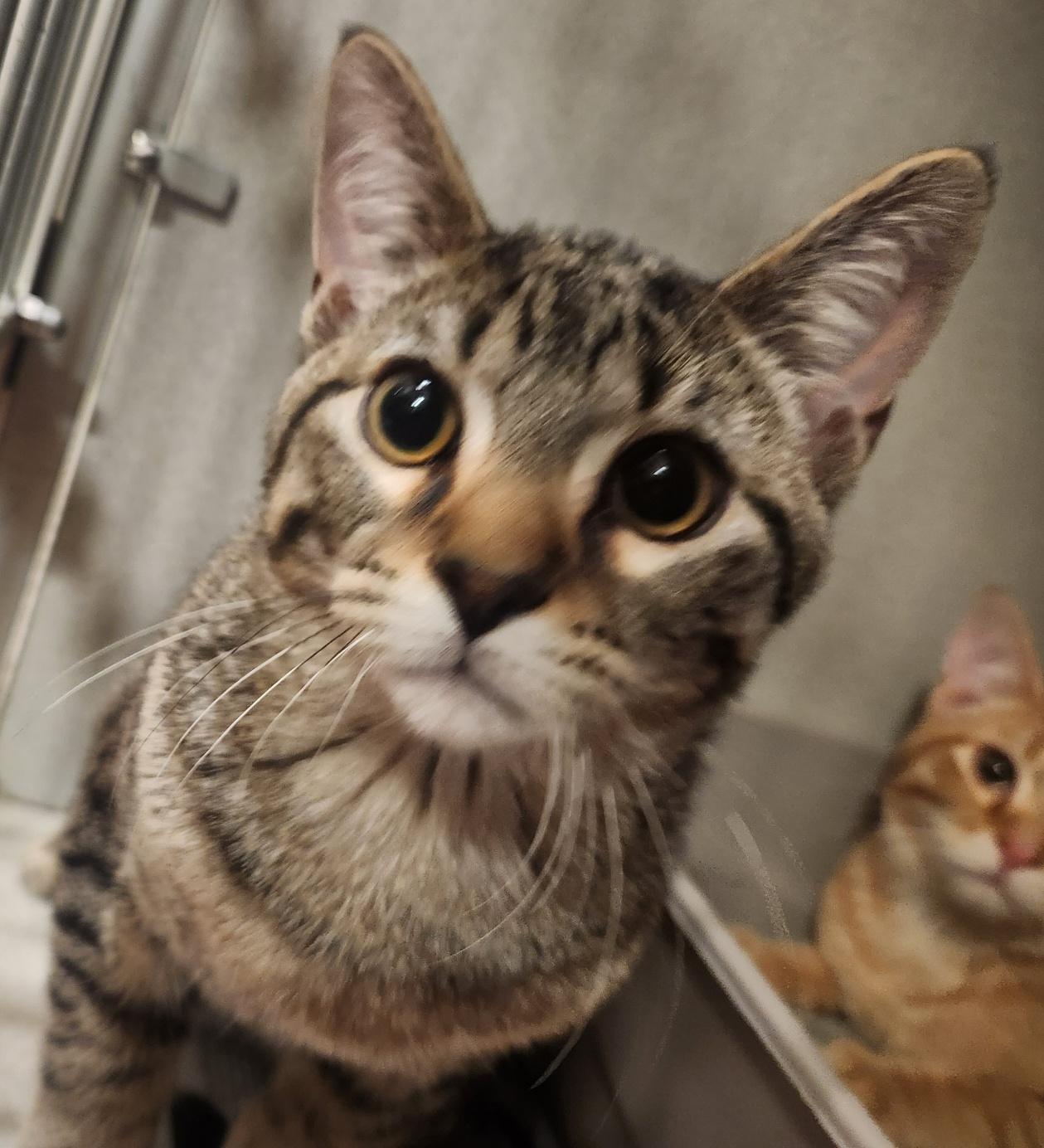 Enlarge Harry, a ADOPTABLE Domestic Short Hair in Mason City, IA image 2/2