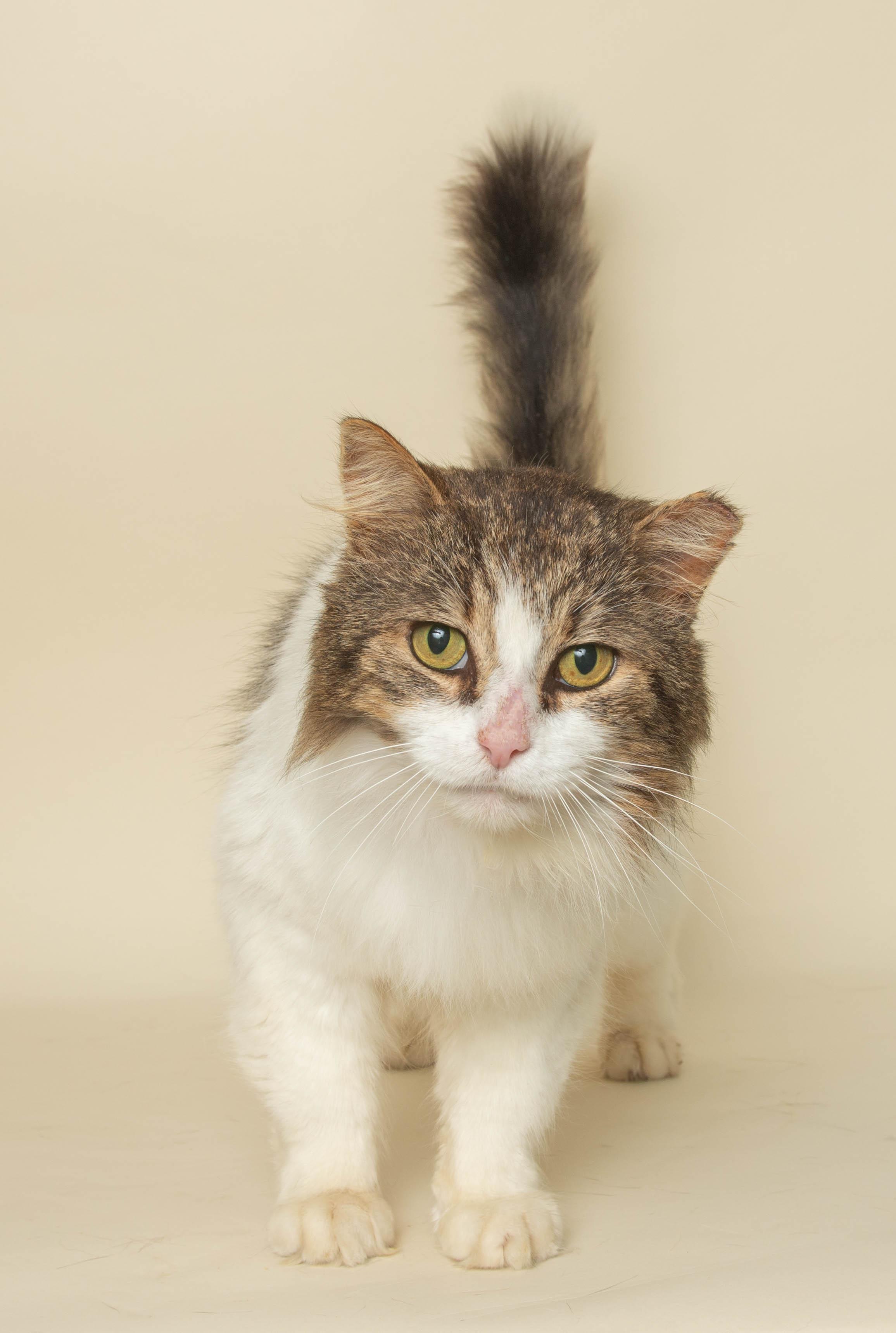 BANKER, an adopted Domestic Long Hair in Wyandotte, MI image 2/3