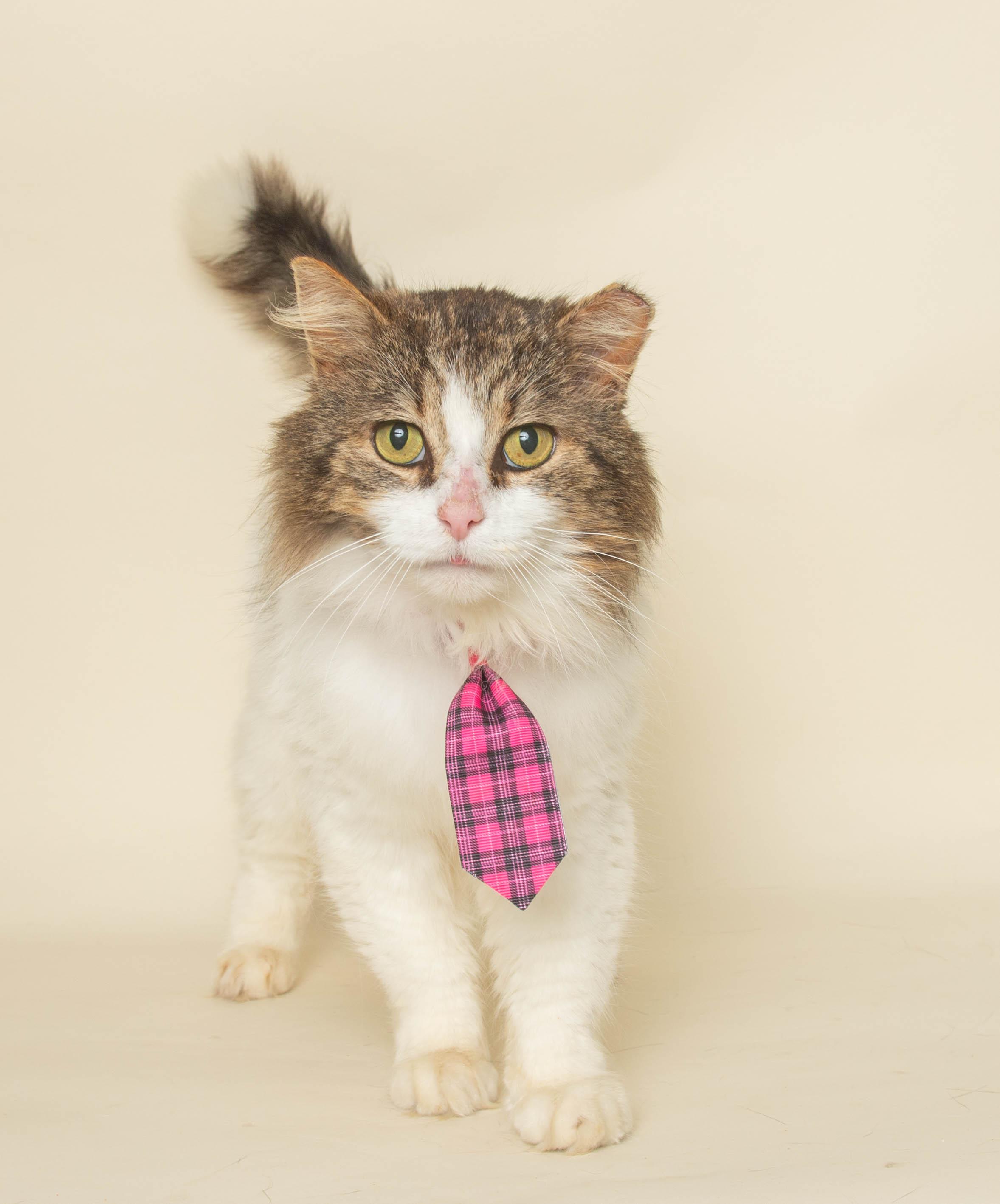 BANKER, adopted, Adult Male Domestic Long Hair.