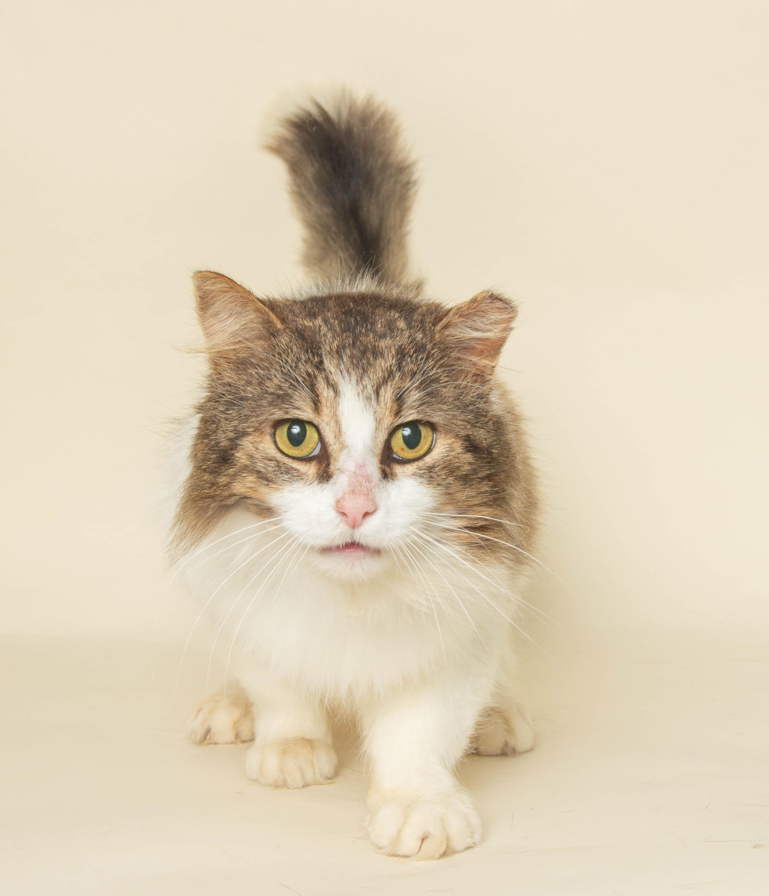 BANKER, an adopted Domestic Long Hair in Wyandotte, MI image 3/3