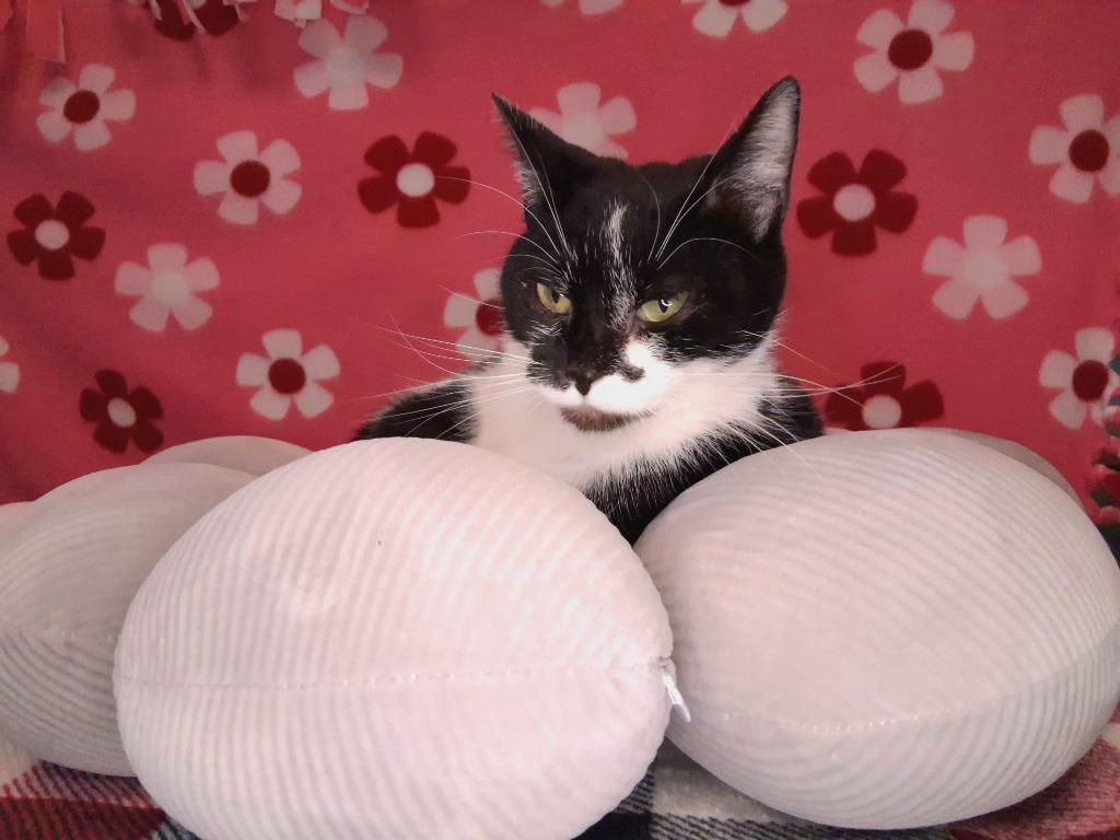 PATTY, Adoptable, Young Female Domestic Short Hair.