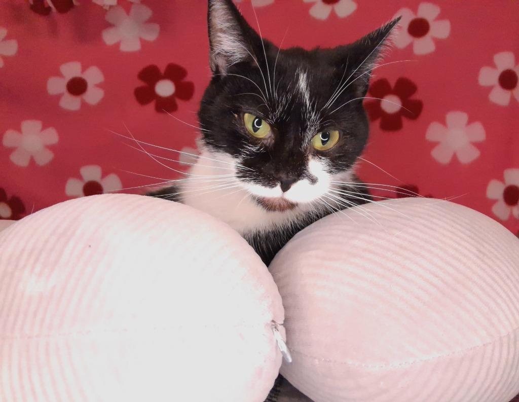 Enlarge PATTY, a Adoptable mixed breed in Wintersville, OH image 2/3