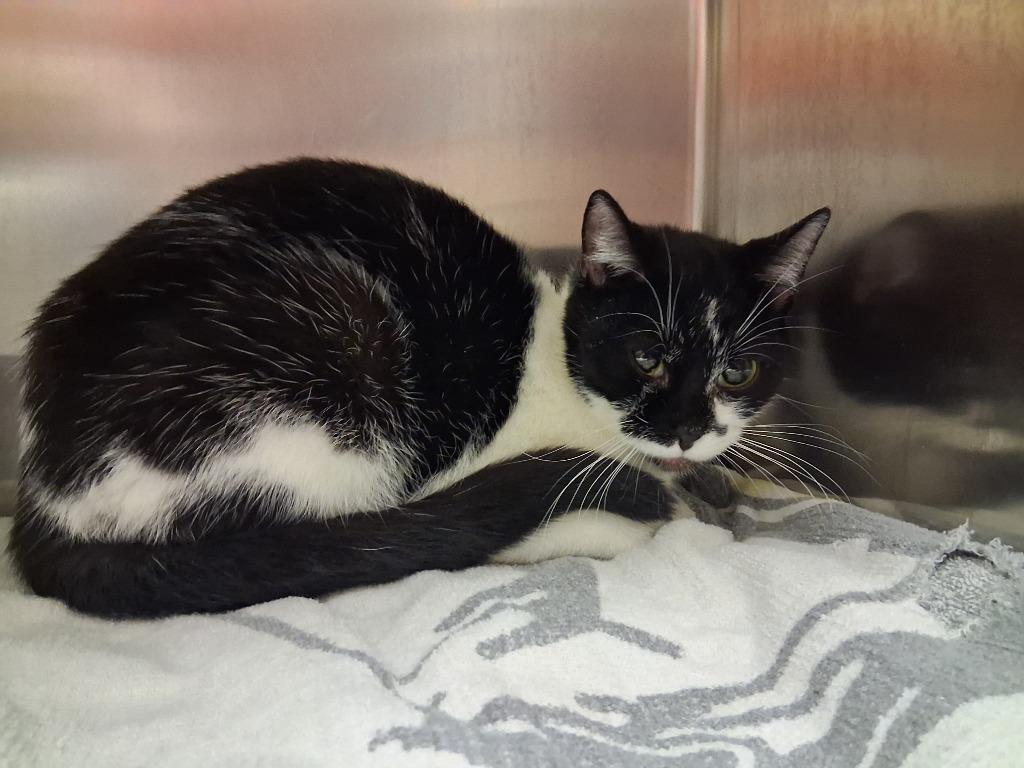 Enlarge PATTY, a Adoptable mixed breed in Wintersville, OH image 3/3