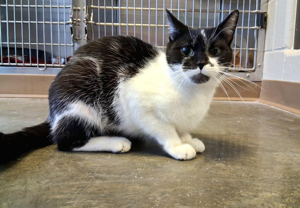 Enlarge PATTY, a Adoptable mixed breed in Wintersville, OH image 4/4