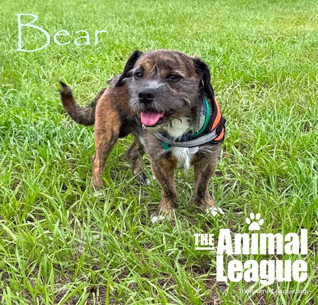Enlarge Bear, a ADOPTABLE mixed breed in Groveland, FL image 4/5