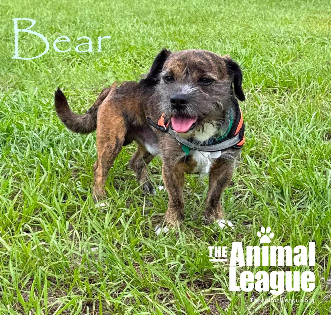 Enlarge Bear, a ADOPTABLE mixed breed in Groveland, FL image 5/5