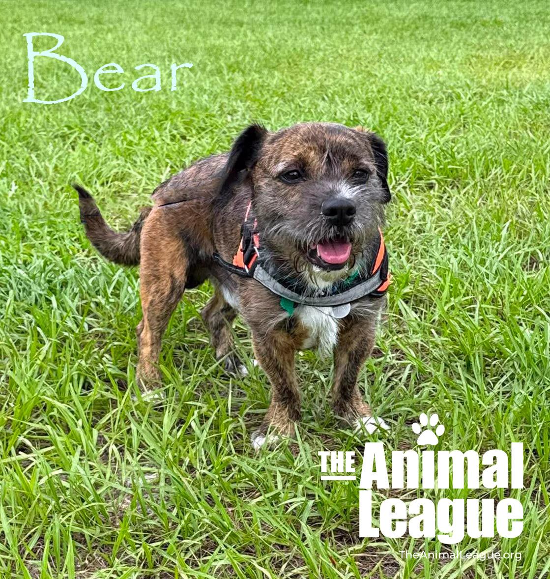 Enlarge Bear, a ADOPTABLE mixed breed in Groveland, FL image 2/5
