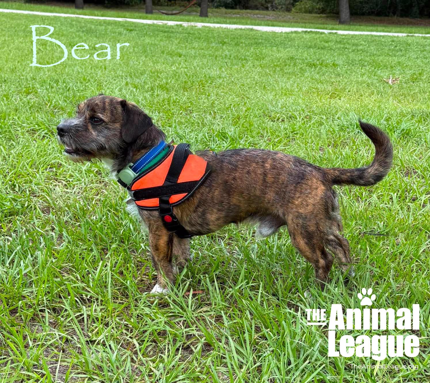 Enlarge Bear, a ADOPTABLE mixed breed in Groveland, FL image 3/5