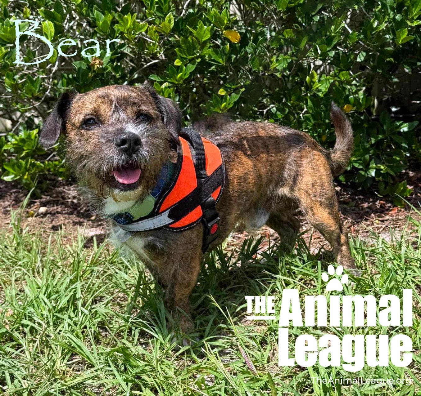 Bear, ADOPTABLE, Adult Male Border Terrier.