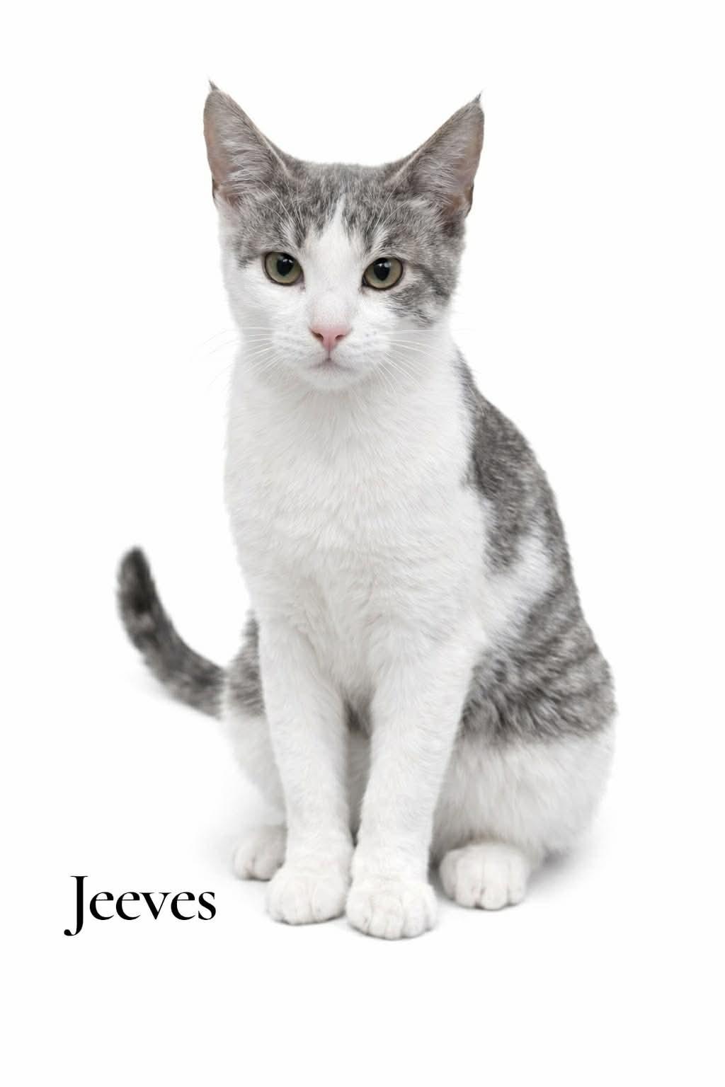 Enlarge Jeeves, an adopted Domestic Short Hair in Stevensville, MI image 1/1