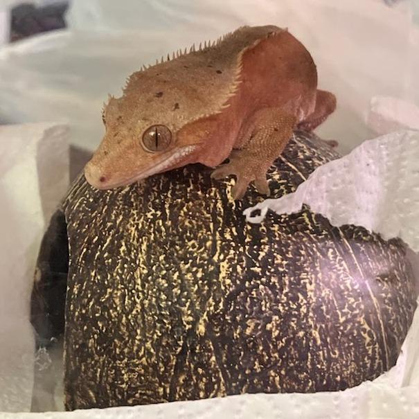 Enlarge Scorch, a Adoptable Gecko in Frederick, MD image 1/1