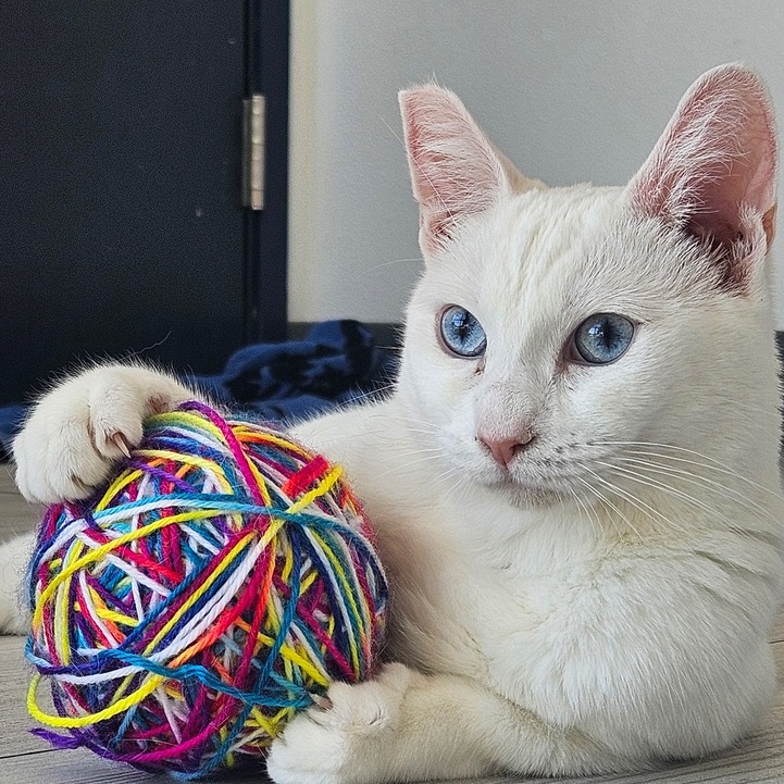 Enlarge Kaspurrrrr, a Adopted Domestic Short Hair in LAWNDALE, CA image 1/4