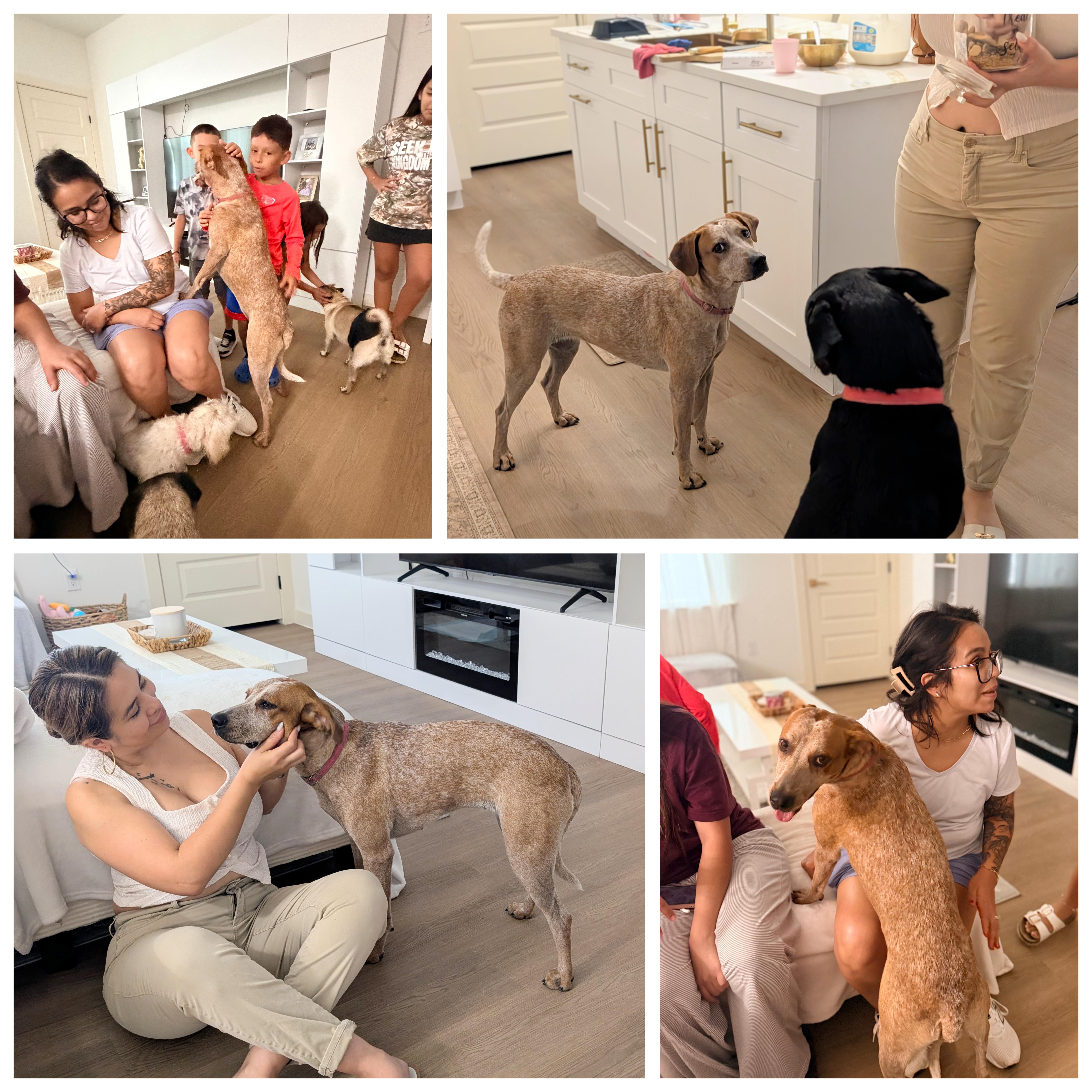 Enlarge Nova, a Adoptable mixed breed in Little Rock, AR image 6/6