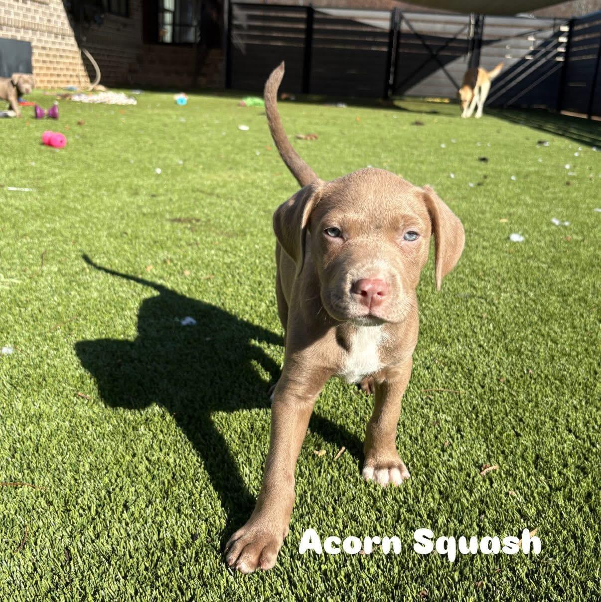 Acorn Squash, Adoptable, Puppy Male Mixed Breed.